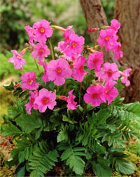 Incarvillea delavayı Pink İnkarwilla Delavaya fidesi