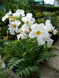 Incarvillea snowtop İnkarwilla Delavaya fidesi