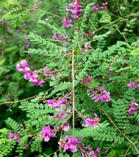 Indigofera dosua indigofera çivit ağacı fidanı