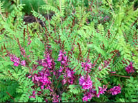 Indigofera heterantha indigofera Çivit ağacı fidan