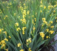 Iris laevigata Sarı İris Süsen fidesi,Yumrusu