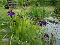 Iris louisiana black gamecock siyah iris