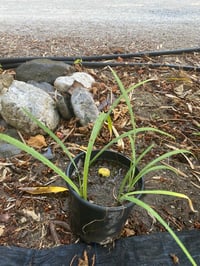 Iris louisiana black gamecock siyah iris