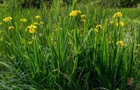 Iris pseudacorus Yalancı acorus Süsen Fidesi, Yumrusu