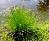Isolepis cernua, Scirpus cernuus Fiber Optik Çim