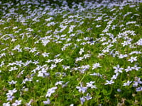 Isotoma fluviatilis