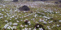 Isotoma fluviatilis