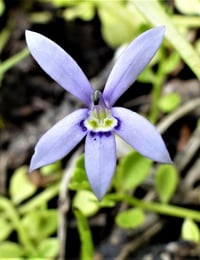 Isotoma fluviatilis