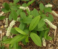 Itea virginica Henrys Garnet Kırmızı Yapraklı Virjinya Söğüt fidanı