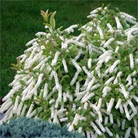 Itea virginica Little henry Kırmızı Yaprak Virjinya Söğüt fidanı