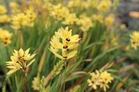 Ixia Yellow Emperor Afrika Mısır Zambağı Soğanı
