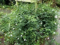 Jasminum grandiflorum İzmir Yasemin fidanı