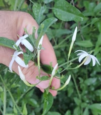 Jasminum grandiflorum İzmir Yasemin fidanı