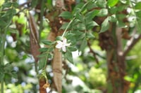 Jasminum grandiflorum İzmir Yasemin fidanı
