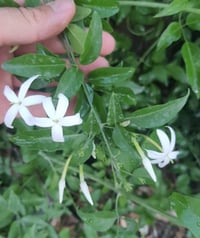 Jasminum grandiflorum İzmir Yasemin fidanı