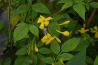 Jasminum humile Revolutum İtalyan yasemin fidanı