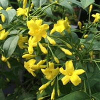 Jasminum humile Revolutum İtalyan yasemin fidanı