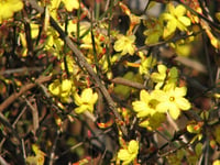 Jasminum nudiflorum Çalı yasemin Sarı yasemin fidanı
