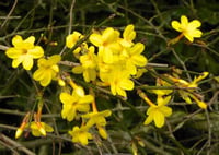 Jasminum nudiflorum Çalı yasemin Sarı yasemin fidanı
