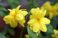 Jasminum nudiflorum Çalı yasemin Sarı yasemin fidanı