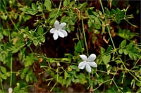 Jasminum officinale Akdeniz Yasemin fidanı