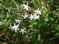 Jasminum polyanthemum Çin yasemin fidanı
