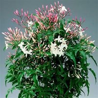 Jasminum polyanthemum Çin yasemin fidanı