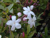 Jasminum polyanthemum Çin yasemin fidanı