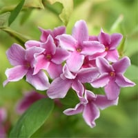 Jasminum stephanense Starry Starry Summer Scent Yasemin Fidanı