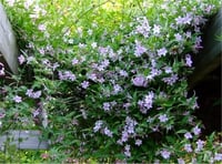 Jasminum stephanense Starry Starry Summer Scent Yasemin Fidanı