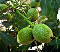 Juglans regia Yabani ceviz fidanı