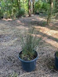 Juncus inflexus blue arrows