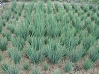 Juncus inflexus blue dart