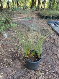 Juncus inflexus blue dart
