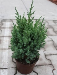 Juniperus chinensis Stricta Çin Ardıç fidanı