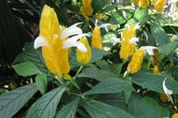 Justicia brandegeana Yellow Queen Sarı Karides Çiçeği 20-40 cm