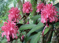 Justicia carnea Kırmızı Justisya fidanı