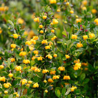 Kerria japonica Pleniflora Kanarya Gülü fidanı