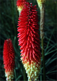 Kniphofia Red Admiral Meşale Zambağı fidesi