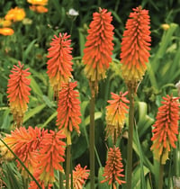 Kniphofia uvaria Flamenko Meşale Zambağı Fener Çiçeği fidesi