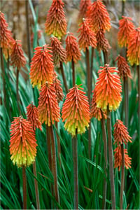 Kniphofia uvaria Meşale Zambağı Fener Çiçeği fidesi