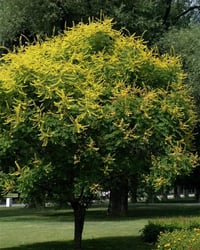 Koelreuteria paniculata Altuni Fener Ağacı fidanı