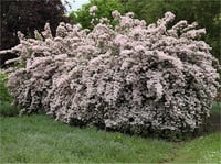 Kolkwitzia amabilis Pink cloud güzellik çalısı fidanı