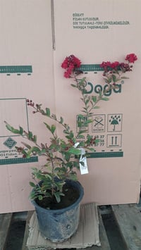 Lagerstroemia indica Hint Leylağı Kırmızı Oya ağacı fidanı