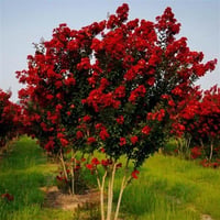 Lagerstroemia indica Hint Leylağı Kırmızı Oya ağacı fidanı