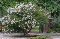 Lagerstroemia indica oya ağacı Acoma