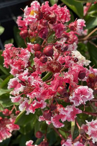 Lagerstroemia indica oya ağacı Berlingot Menthe