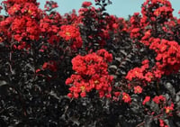 Lagerstroemia indica oya ağacı Black Diamond Best Red