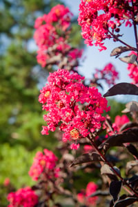 Lagerstroemia indica oya ağacı Black Diamond Mystic Magenta