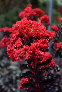 Lagerstroemia indica oya ağacı Black Diamond Best Red